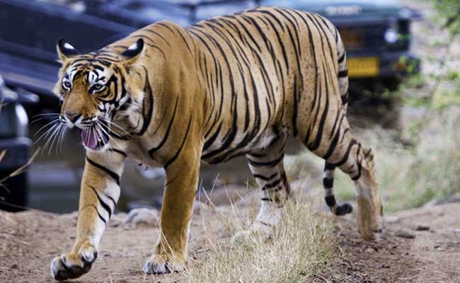 delhi-agra-jaipur-and-ranthambore-by-car